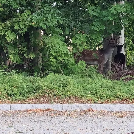 Bed and breakfast Birkelund *
