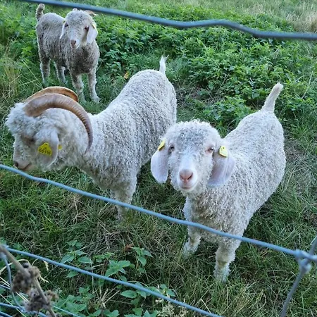 Birkelund Bed and breakfast Otterup